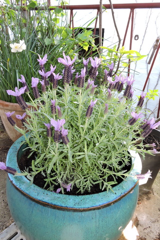 My Spanish Lavender patio plant