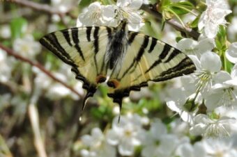 Bee orchids  –  2026/14