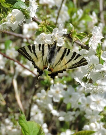 Bee orchids  –  2026/14