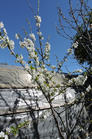 Sweet Cherry Blossom