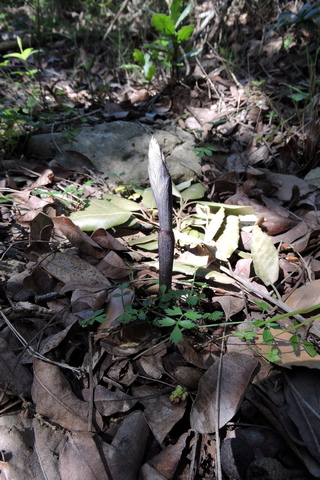 The third Violet Birds Nest orchid sprout