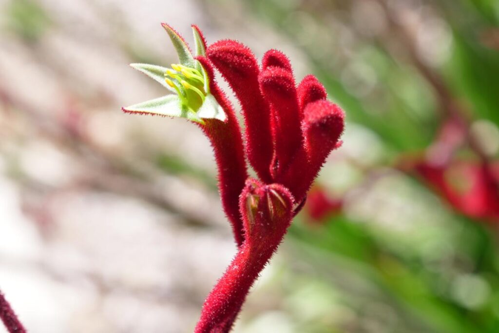 Anigozanthos - Kangaroo paw