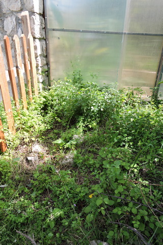 Spring weeds fill a neglected corner