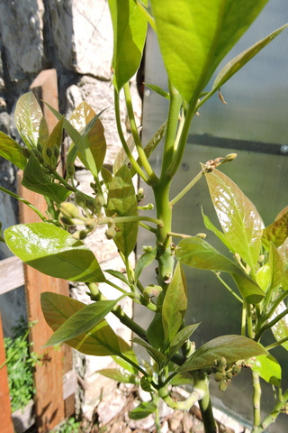 Flower buds on the Avocado tree