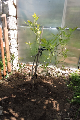 Looking forward to picking Avocado fruit