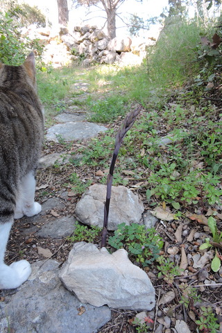 Violet Birds Nest orchid, almost in flower