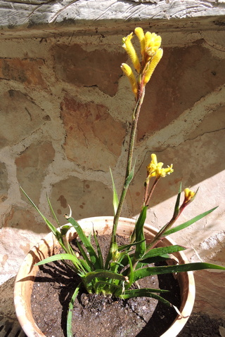 A permanent pot home on the patio