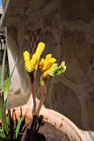 Kangaroo Paw flower