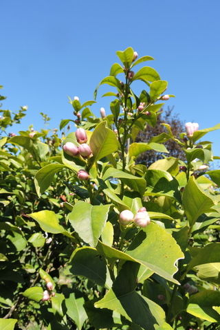 Pink tinged lemon blossom