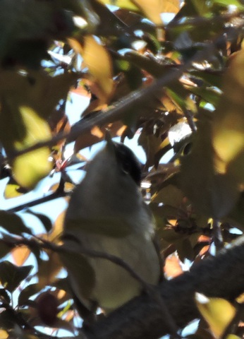 A Nightingale singing from my plum tree