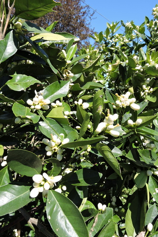 Plentyfull orange blossom