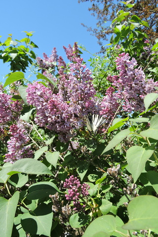 Massed flower candles on the Syringa