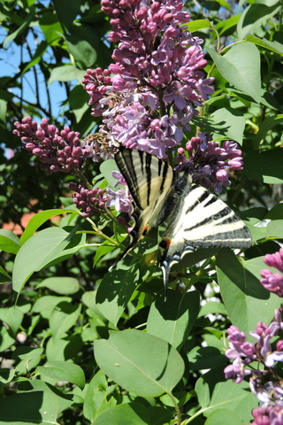 Swallowtail butterfly