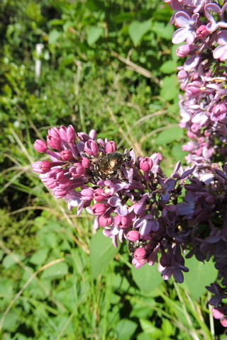 Spring into summer  –  2026/15