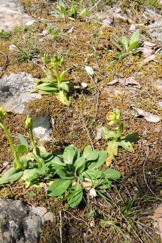 Tiny orchids growing from between the stones