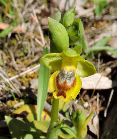 Eastern Yellow Bee Orchid