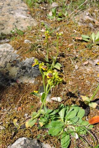 A group of orchids in the path