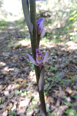 Violet Birds Nest Orchid orchid flowers