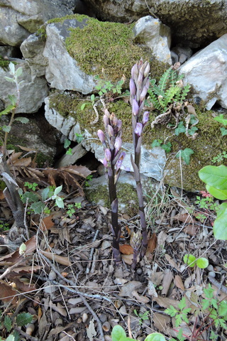 Three new orchid flower shoots