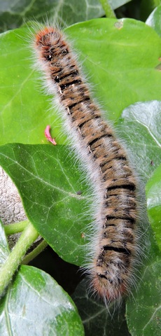 A new, large caterpillar