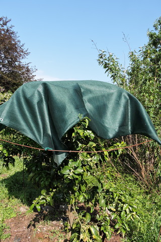 Installing a sun shade over a grapefruit tree