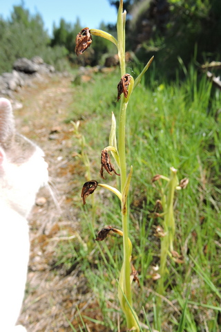 Early Spider Orchids dying back