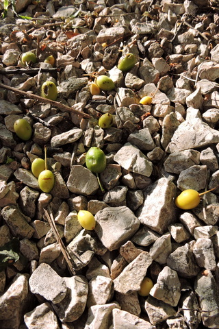 Fallen Mirabelle plums amongst the stone path