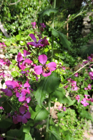 Magenta Honesty flowers