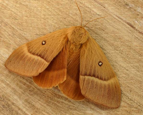 The Oak Eggar moth