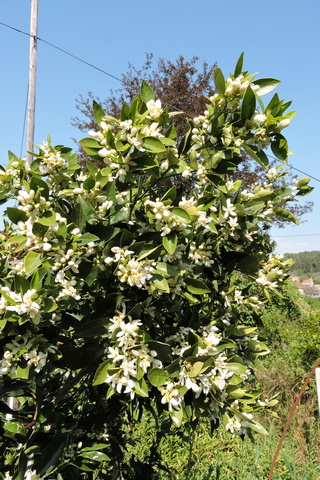 Orange blossom on every branch