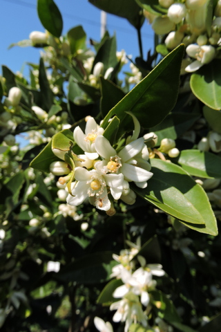 Orange blossom gives off a beautiful scent