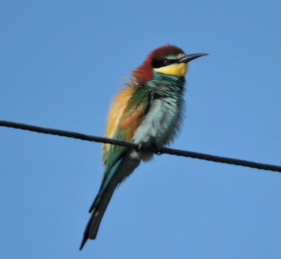 Bee Eater