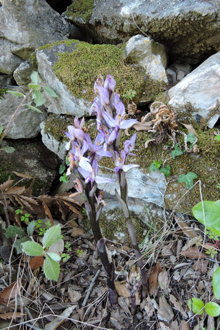 Violet Birds Nest orchid flowers