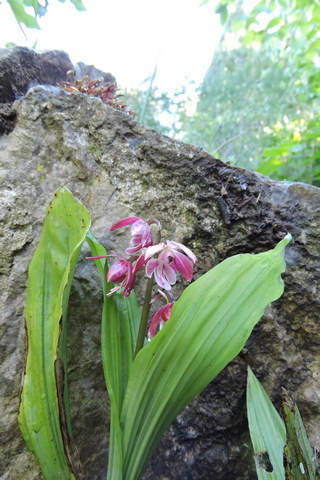 Garden Calanthe orchid flowers