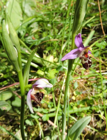 Late Bee Orchid