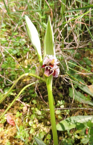 Another Bee orchid flower