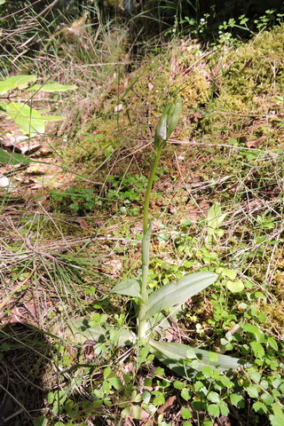 Head for heights  –  2026/17