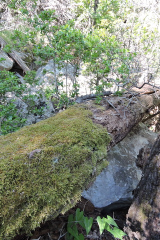 The perfect decaying log