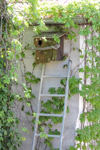 Top of the ladder calls for a cool head