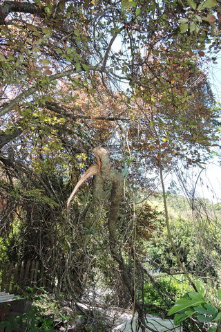 The broken limb from last winter