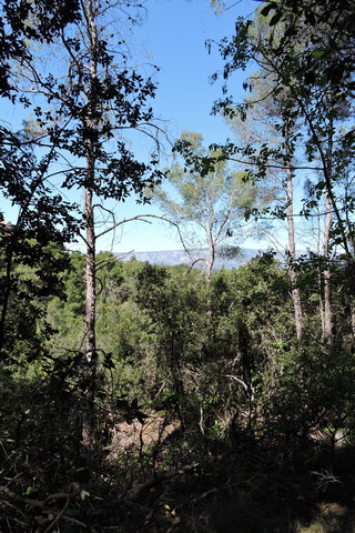 The view from one of my local paths