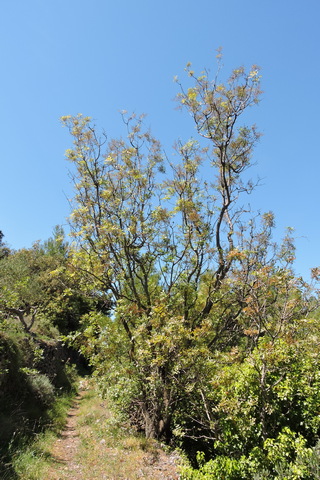 A wild Pistachio tree