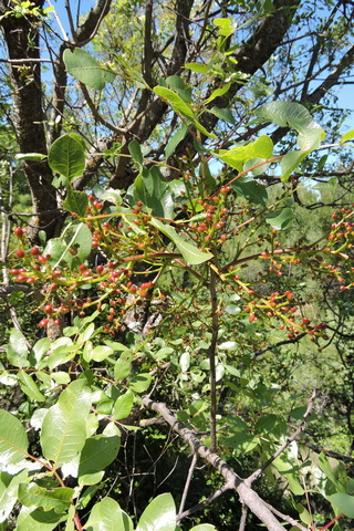 The tiny wild Pistachio fruits