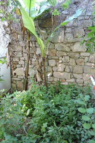Weeds around the Bananas