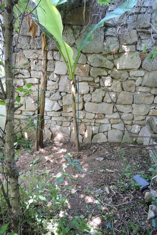 After weeding