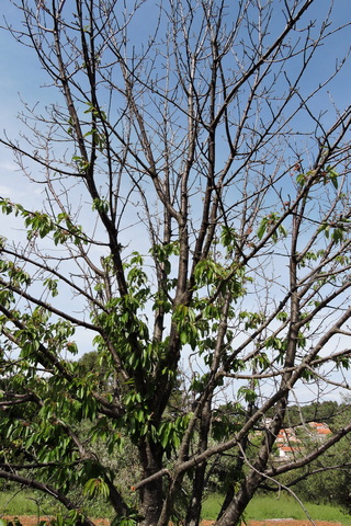 This old cherry tree looks very sick