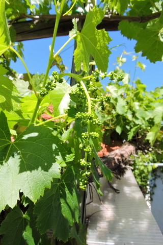 Bunches of grapes already formed
