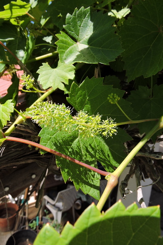 Flowers on the later varieties