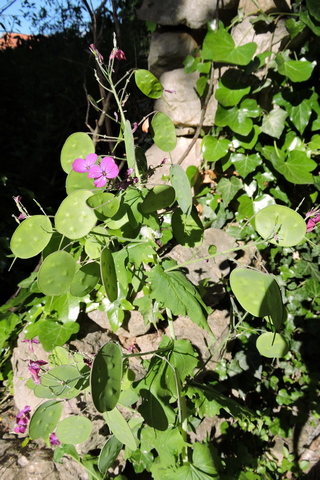 Circular Honesty seed pods