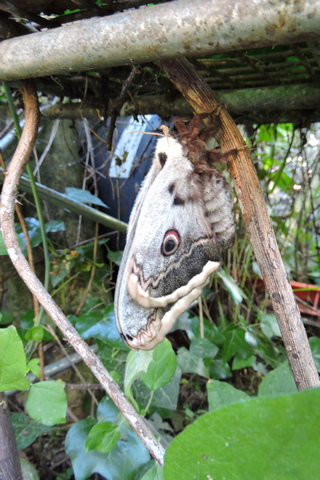 Giant Peacock Moth drying its wings